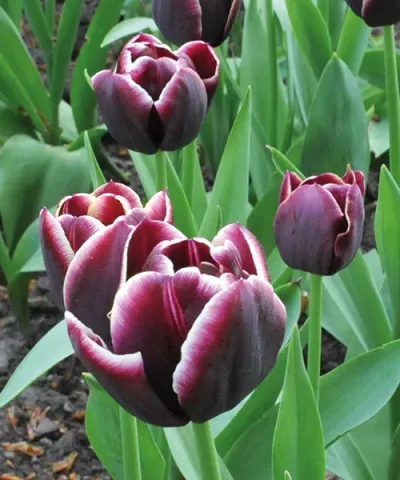 Triumph tulipán  'Jackpot'