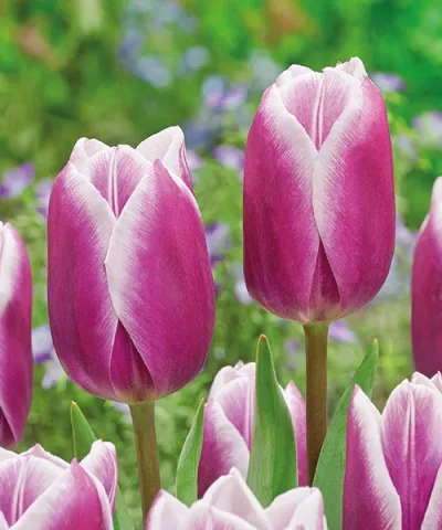 Triumph tulipány 'Synaeda Blue'