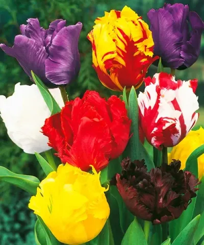 Papouškovité tulipány - směs