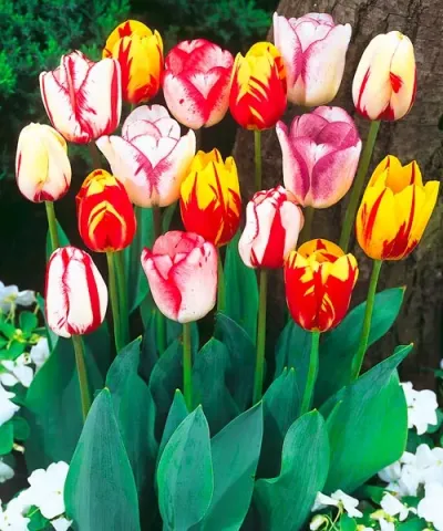 Tulipany 'Rembrandta' - mix