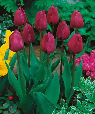 Triumf tulipány &#039;Negrita&#039;