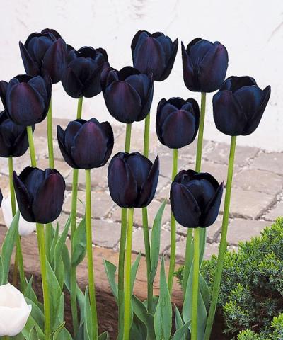 Tulipany pospolite &#039;Queen of Night&#039;