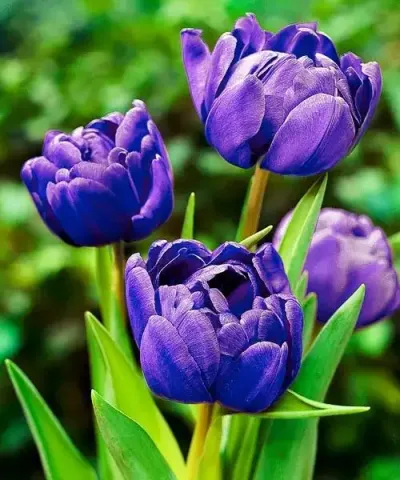 Teltvirágú tulipánok 'Blue Diamond'