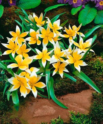 Tulipany botaniczne &#039;Tulipa tarda&#039;