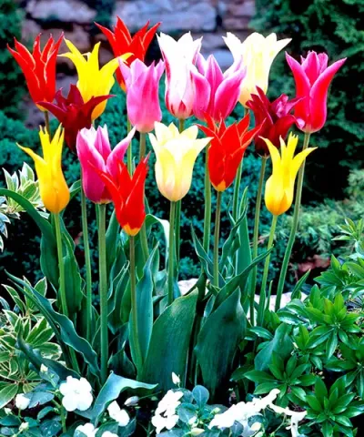 Liliomvirágú tulipán színkeverék