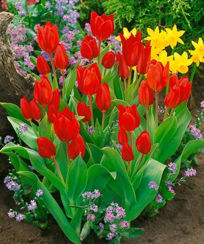 Mnohokveté tulipány &#039;Praestans&#039;
