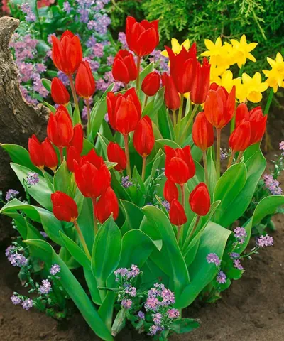 Mnohokveté tulipány 'Praestans Füsilier'
