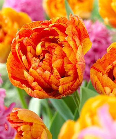 Teltvirágú tulipán &#039;Sunlover&#039;