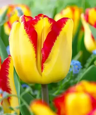 Tulipany pospolite 'Cape Town'