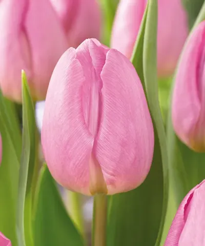 Einfache, frühe Tulpe 'Light Pink Prince'