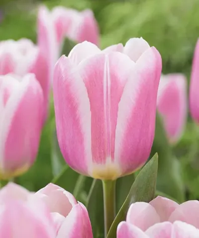 Tulipany 'Mandy's Choice'