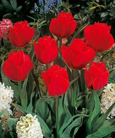 Botanikai tulipán 'Princesse Charmante'