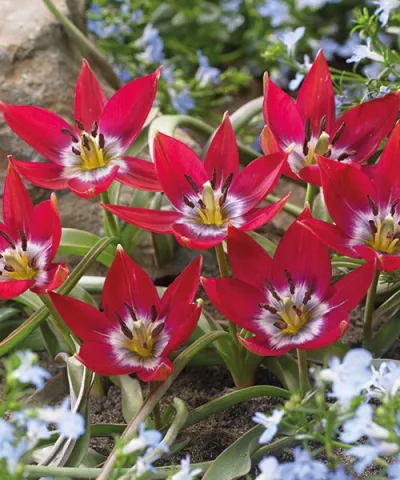 Trpasličí tulipány 'Tiny Timo'