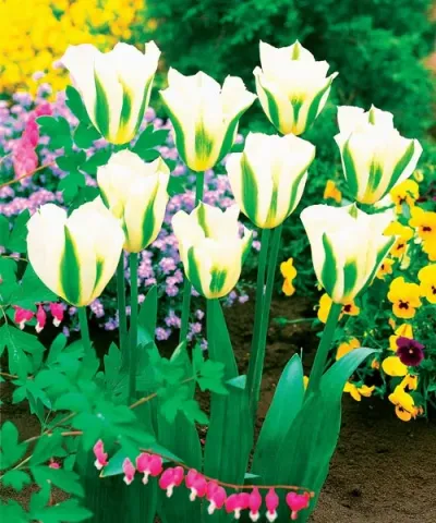 Harlekýn - tulipány 'Spring Green'