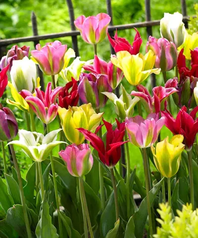 Harlekin tulipán színkeverék
