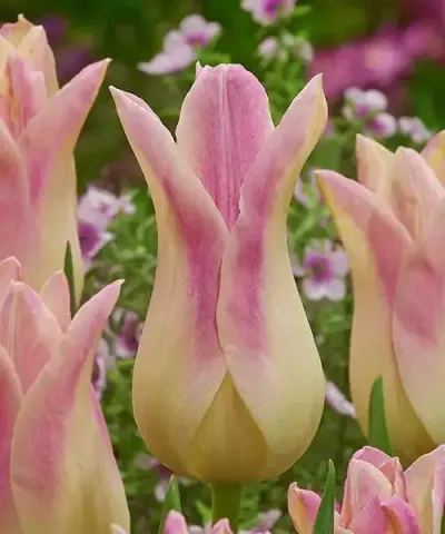 Liliokvěté tulipány 'Elegant Lady'