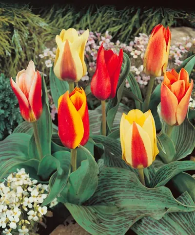 Botanikai tulipán színkeverék