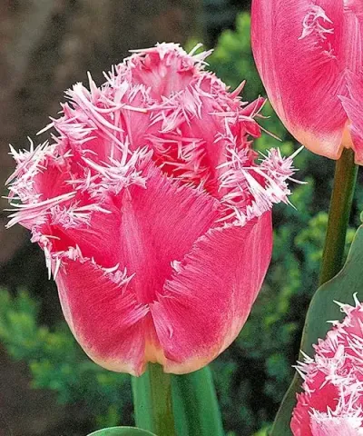 Rojtos tulipán 'Dallas'