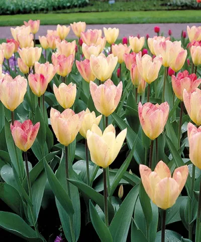 Botanické tulipány &#039;Flaming Purissima&#039;
