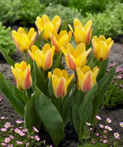 Botanikai tulipán 'Lamoraal van Egmond'