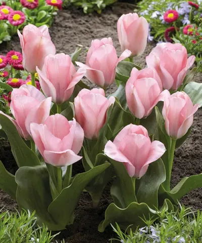 Botanische Tulpe 'Sweet Sixteen'