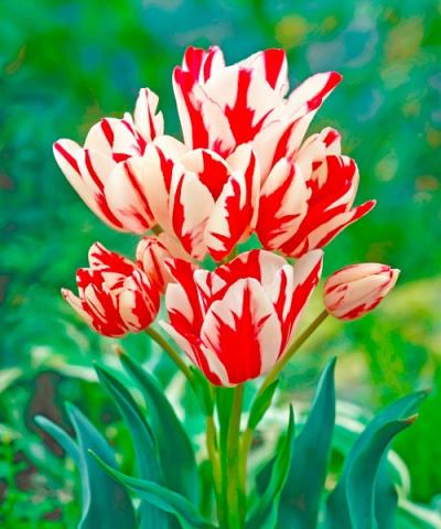 Mnohokveté tulipány &#039;Flaming Club&#039;