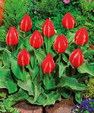 Tulipany botaniczne &#039;Friendly Fire&#039;