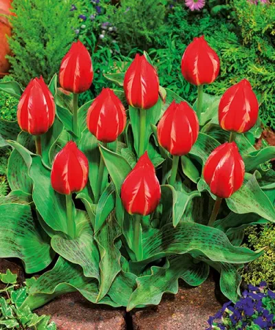 Botanické tulipány &#039;Friendly Fire&#039;