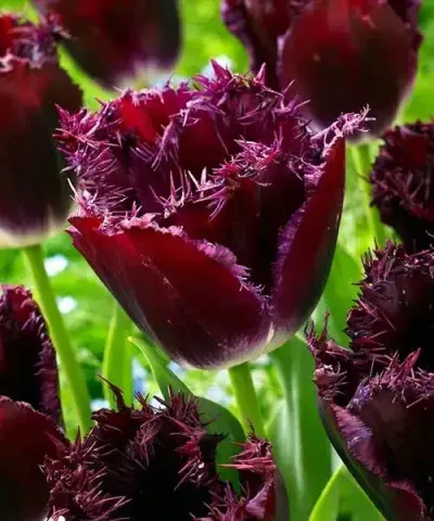 Třepenité tulipány 'Purple Crystal'