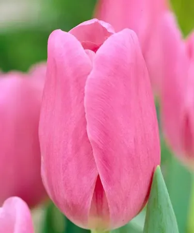 Triumph tulipány 'Mistress'