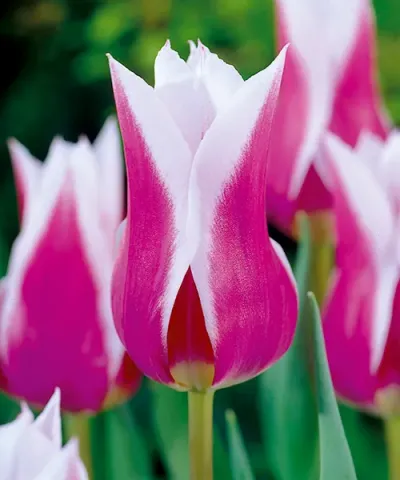 Lilienblütige Tulpe 'Claudia'