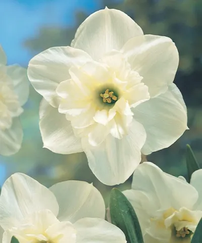 Narcisy 'Papillon Blanc' Narcisy 'Papillon Blanc'