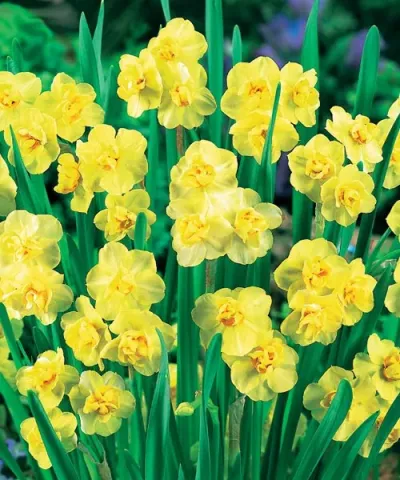 Narcisy vícekvěté 'Yellow Cheerfulness'