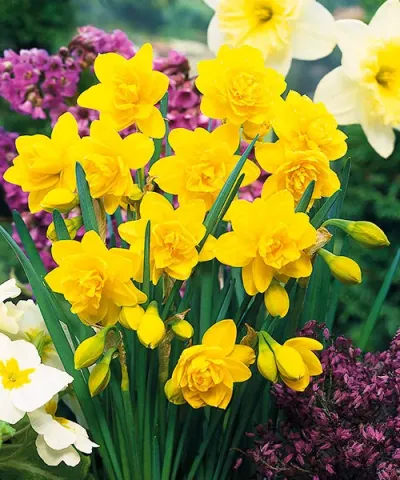 Narcise cu flori pline &#039;Golden Ducat&#039;