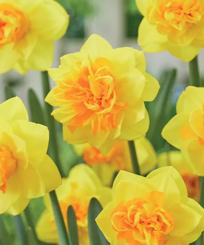 Narcisy plnokveté 'Double Sunrise'