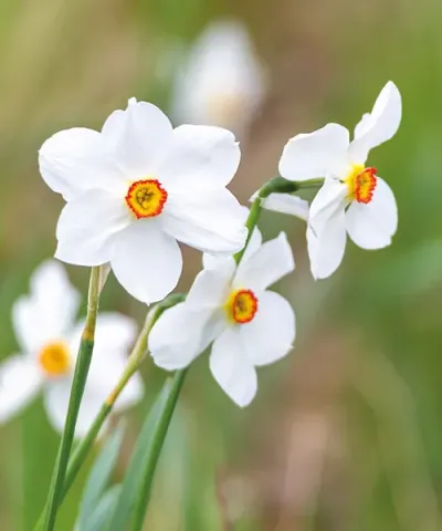 Narcise albe 'Actaea'