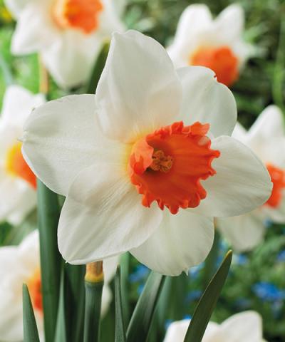 Narcis &#039;Cool Flame&#039;