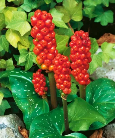 Arum italicum