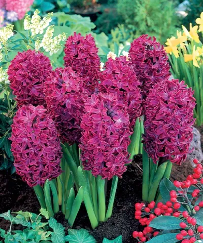 Hyacinty 'Woodstock' Hyacinty 'Woodstock'