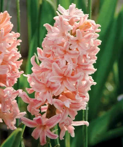 Ušľachtilé hyacinty ´Gipsy Queen´ Ušľachtilé hyacinty ´Gipsy Queen´