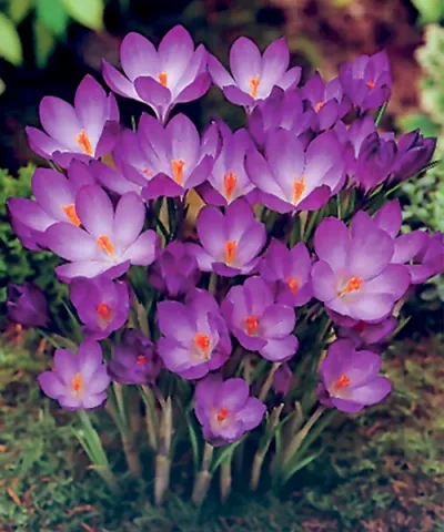 Krokusy 'Ruby Giant' Krokusy 'Ruby Giant'