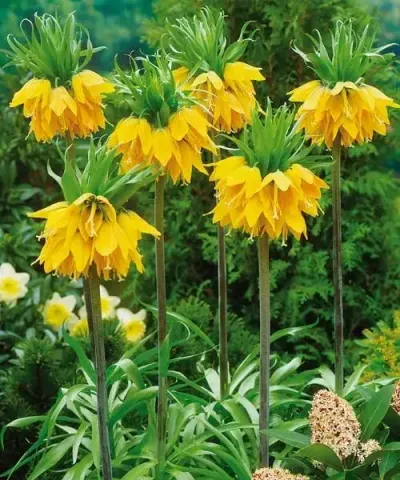 Kaiserkrone gelb