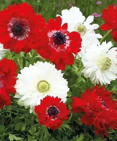 Anemone roşii şi albe cu flori pline