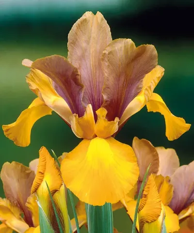 IRIS ’BRONZE QUEEN’