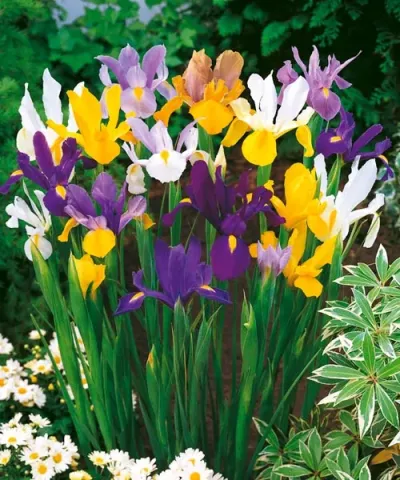 Combinaţie de culori Iris olandez - gratuit