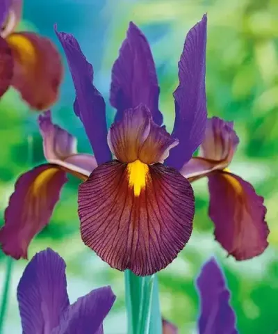 Holland-Iris 'Eye of the Tiger'