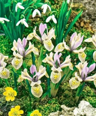 Iris armenian pitic