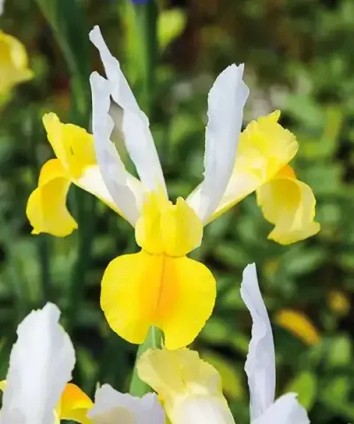 Holland-Iris 'Montecito'
