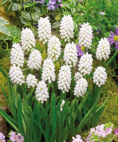 MUSCARI WHITE MAGIC