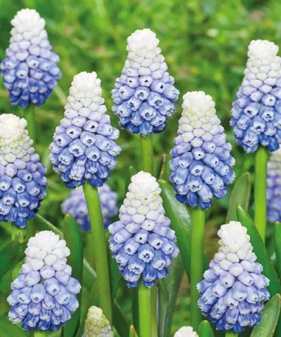 MUSCARI MOUNTAIN LADY